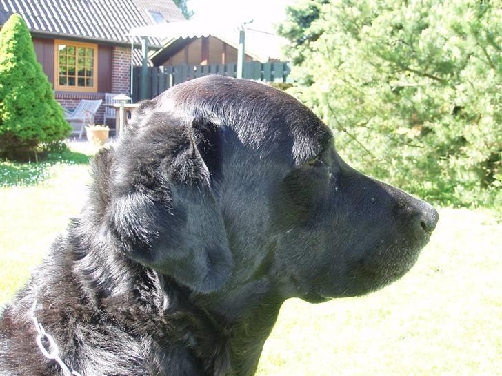 Blanding af racer Laban billede 8