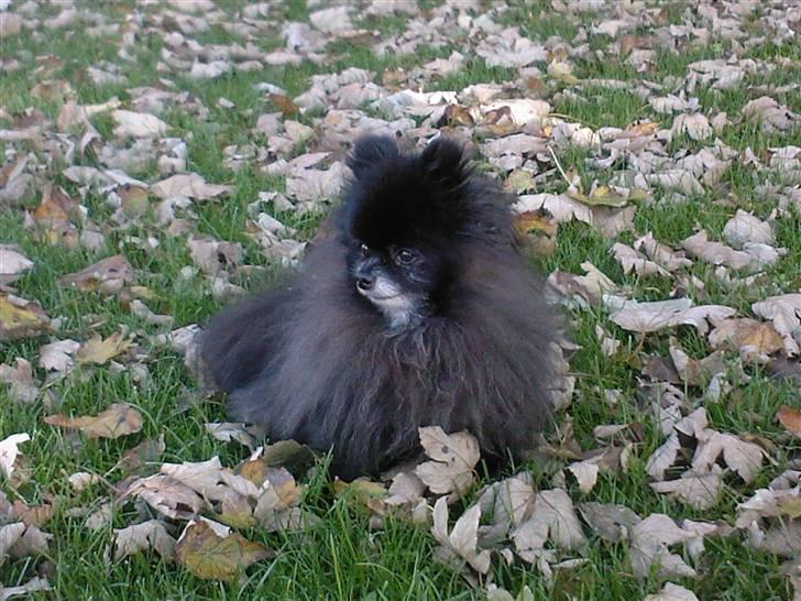 Pomeranian Pelspersonen Pølse RIP - puhaa. alt den friske luft kan da kun skade billede 9