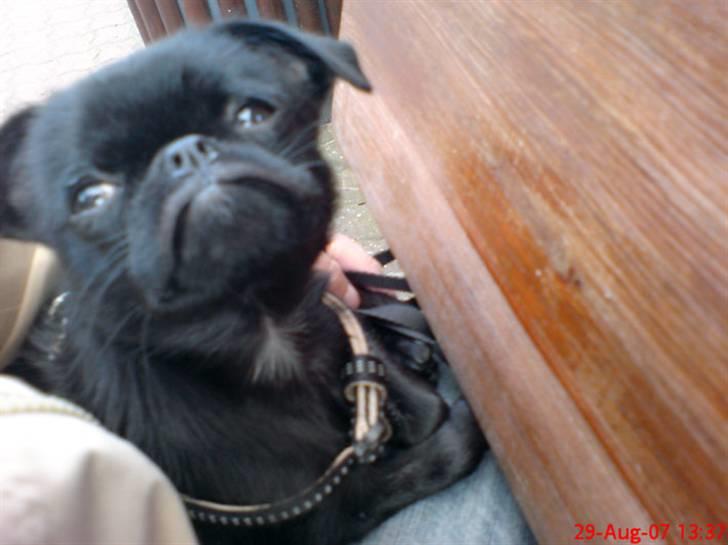 Griffon petit brabancon Carter billede 1