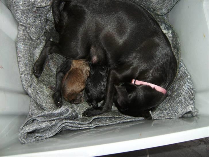 Griffon petit brabancon Carter billede 2