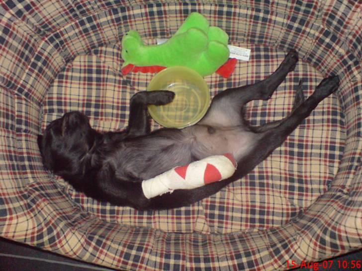 Griffon petit brabancon Carter billede 3