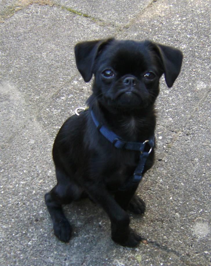 Griffon petit brabancon Carter billede 4