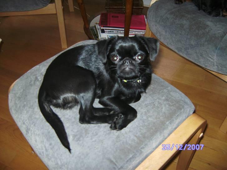 Griffon petit brabancon Carter billede 5