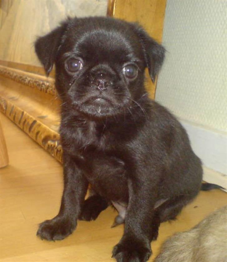 Griffon petit brabancon Carter billede 6