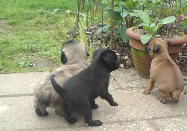 Griffon petit brabancon Carter billede 7