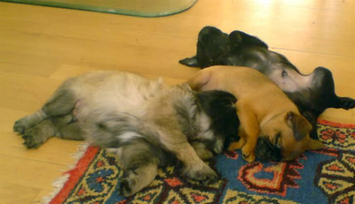 Griffon petit brabancon Carter billede 8