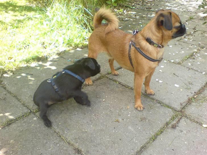 Griffon petit brabancon Carter billede 9