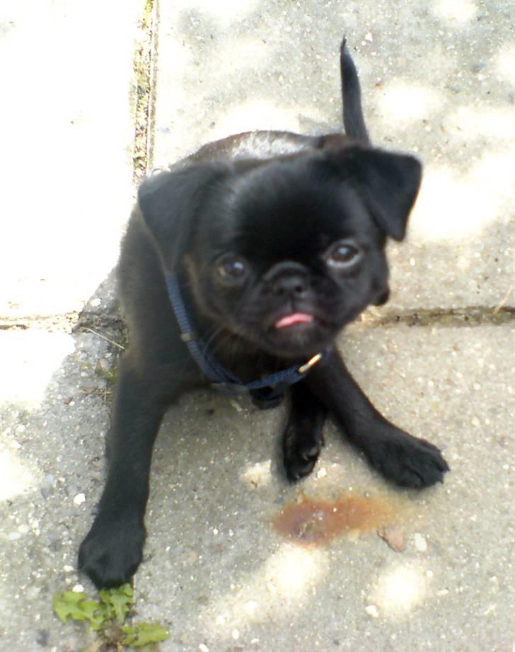 Griffon petit brabancon Carter billede 10