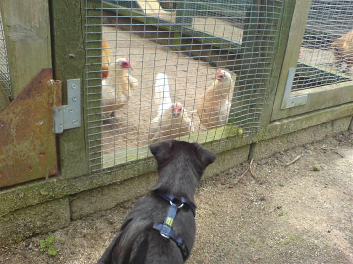 Griffon petit brabancon Carter billede 11