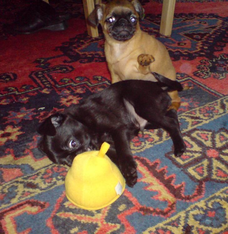 Griffon petit brabancon Carter billede 12