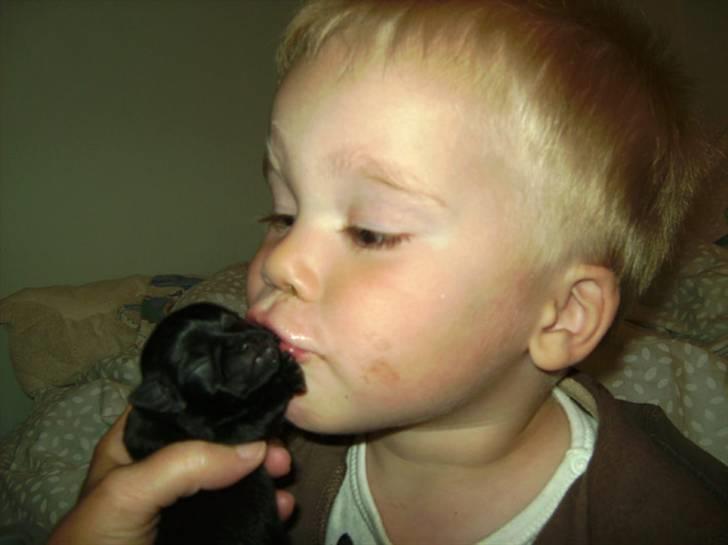 Griffon petit brabancon Carter billede 13