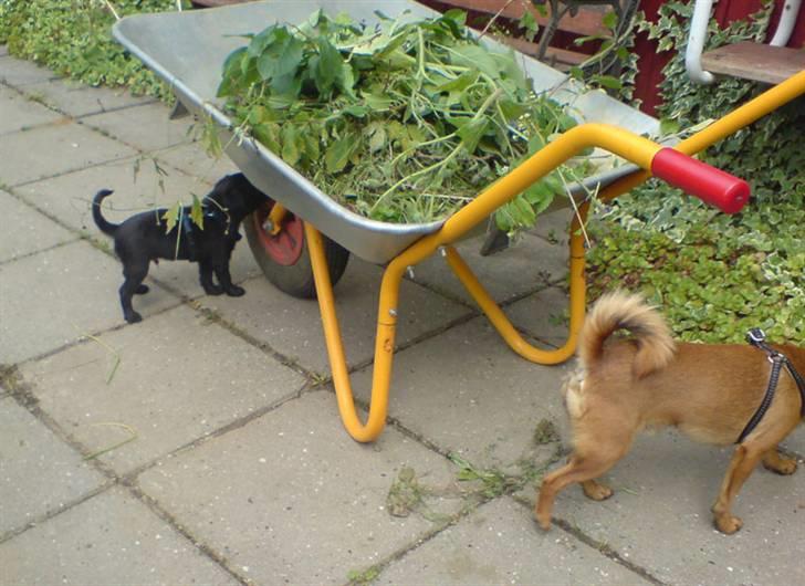 Griffon petit brabancon Carter billede 14