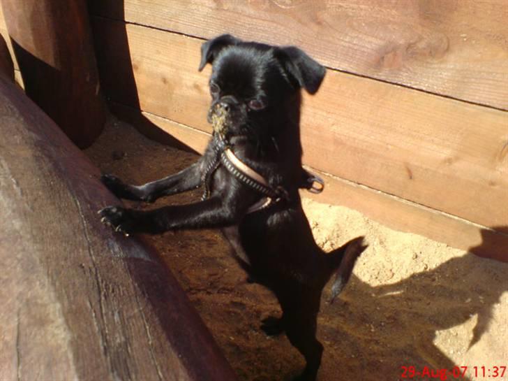 Griffon petit brabancon Carter billede 15