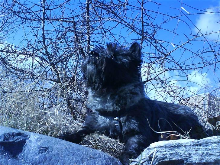 Cairn terrier Nud R.I.P - sikke solen skinner idag billede 17