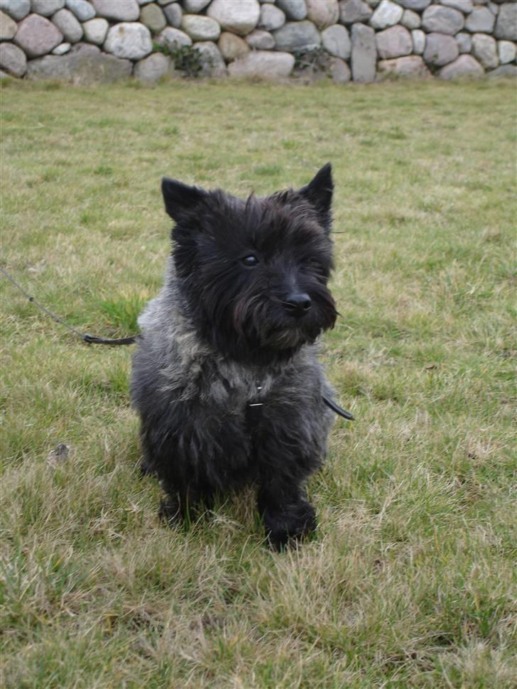 Cairn terrier Nud R.I.P - sidder på min numse eller gør jeg? jeg kan ikke se det. billede 18