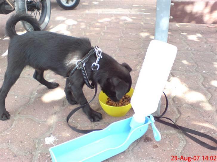 Griffon petit brabancon Carter billede 16