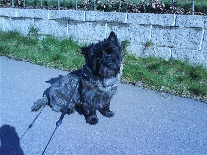 Cairn terrier Nud R.I.P - halv øj eller halløj  billede 19