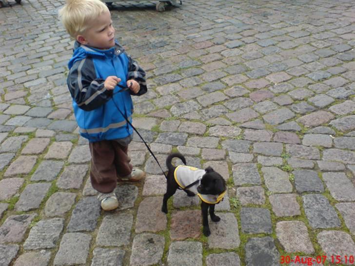 Griffon petit brabancon Carter billede 17