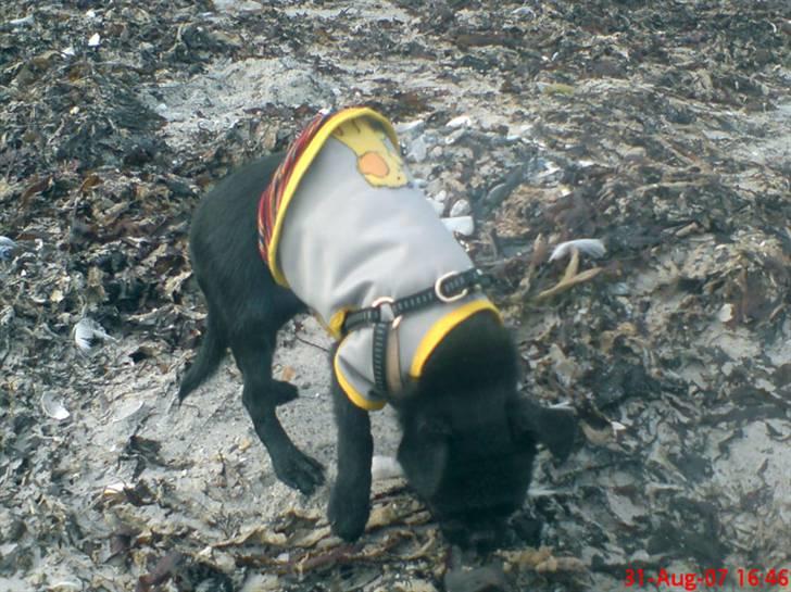 Griffon petit brabancon Carter billede 18