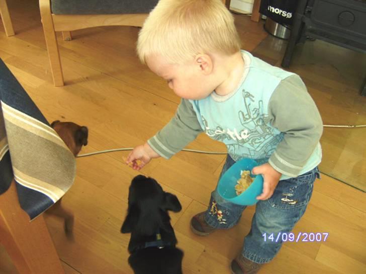 Griffon petit brabancon Carter billede 19