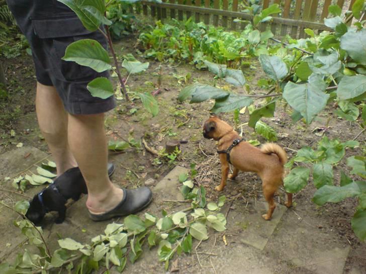 Griffon petit brabancon Carter billede 20