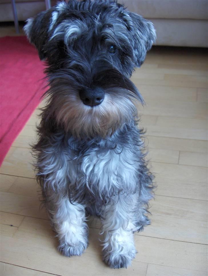 Dvaergschnauzer Sille - Hej jeg hedder Sille og er meget sød :-) billede 1