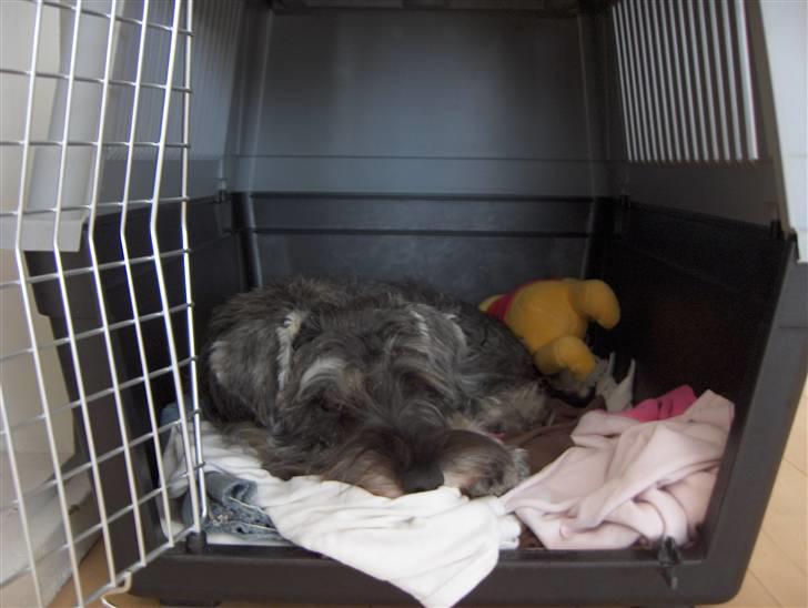 Dvaergschnauzer Sille - jeg elsker min kasse billede 2