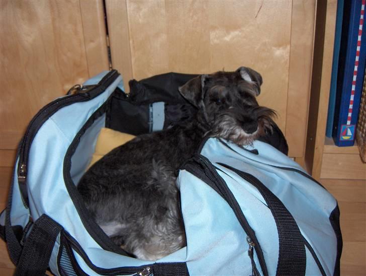 Dvaergschnauzer Sille - Super, ny taske til mig :-) billede 3