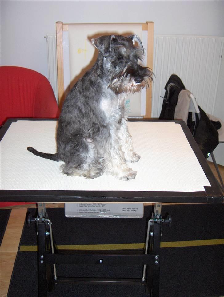 Dvaergschnauzer Sille - Er vi ikke snart færdige? billede 4