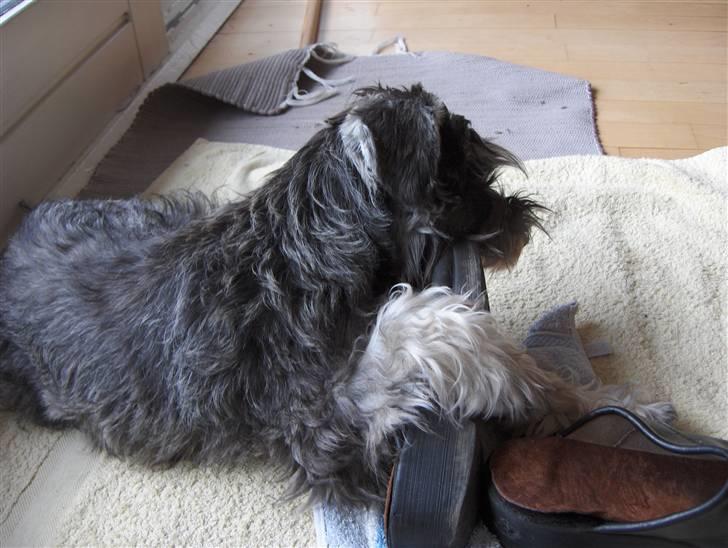 Dvaergschnauzer Sille - mums, træsko er godt for tænderne! billede 5