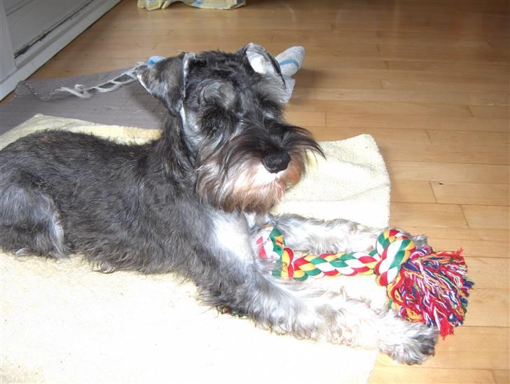 Dvaergschnauzer Sille - Slap lige af med den blitz!!! billede 6