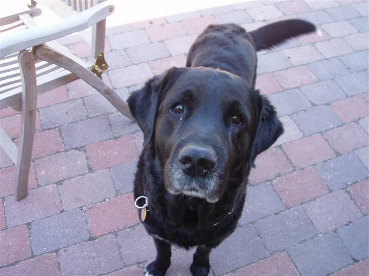 Blanding af racer Laban - Har du mad..? billede 9