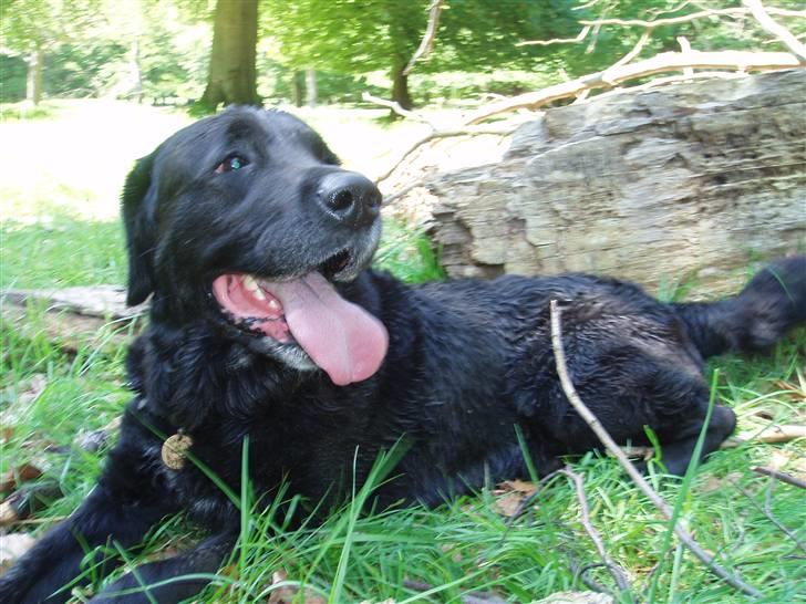 Blanding af racer Laban billede 10