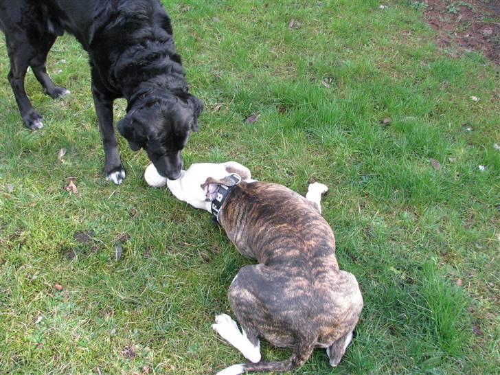 Blanding af racer Laban - Du er da lidt sød.. billede 11