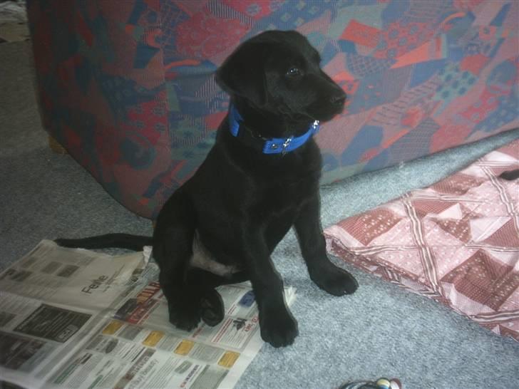 Labrador retriever Basse - Basse den første dag hjemme ved os. Juni 2004 billede 1