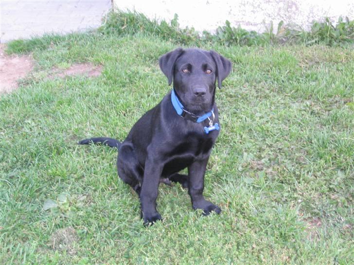 Labrador retriever Basse - Så er vi flyttet på landet. Og Basse nyder livet derude. Aug.2004 billede 2