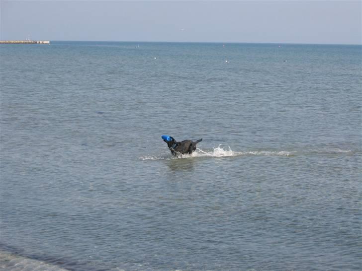 Labrador retriever Basse - Basse elsker vandet. Så turen går tit til stranden om sommeren. Aug. 2004 billede 3