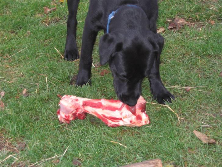 Labrador retriever Basse - Basse er en forkælet hund, så intet okseben er for stort til ham billede 4