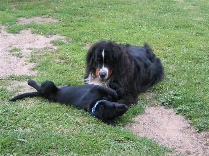Labrador retriever Basse - Basse sammen med sin bedste ven Panter. En stor dejlig Berner Senne. Min tvillingsøsters hund billede 5