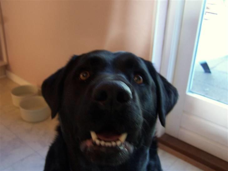 Labrador retriever Basse - Ja han sidder tit og kigger ved bordet, det kunne jo være der faldt noget mad af.... billede 6