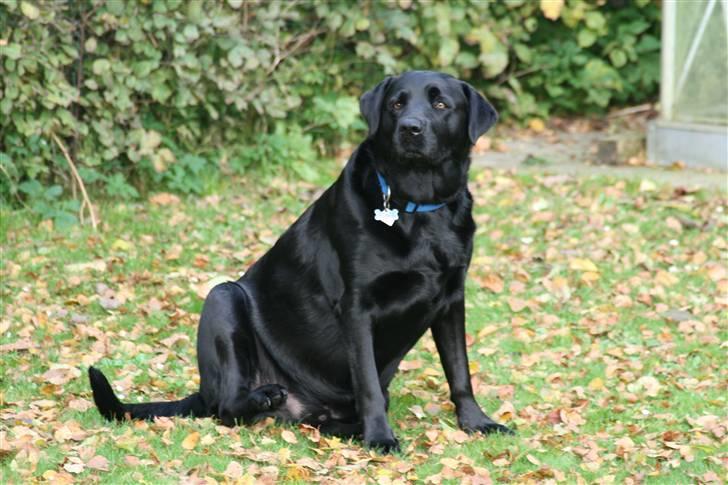 Labrador retriever Basse - Basse en efterårsdag. 2007 billede 7