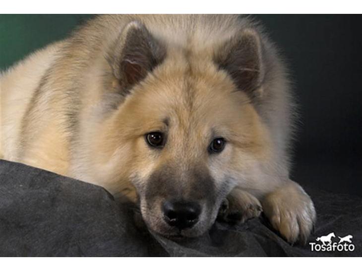 {{currentPhoto.altText}} billede {{currentPhoto.number}}