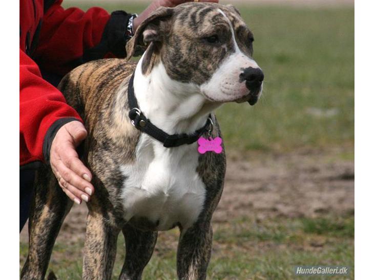 {{currentPhoto.altText}} billede {{currentPhoto.number}}