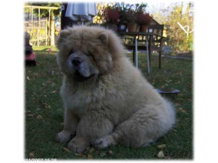 Chow chow Kody - Det er mig der er høvding her... billede 1