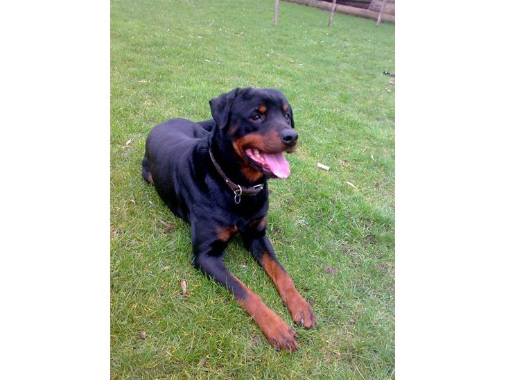 Rottweiler joejoe + 8-02-2010 - god hund billede 1