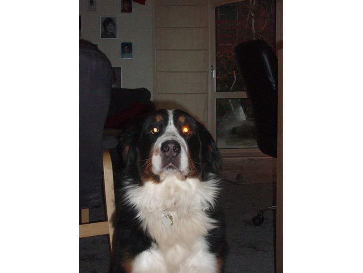 {{currentPhoto.altText}} billede {{currentPhoto.number}}