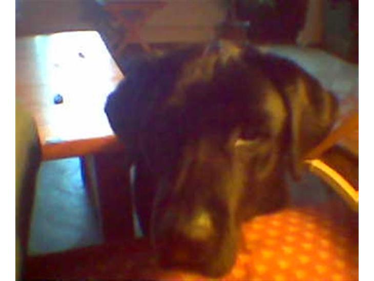 Labrador retriever skipper billede 1