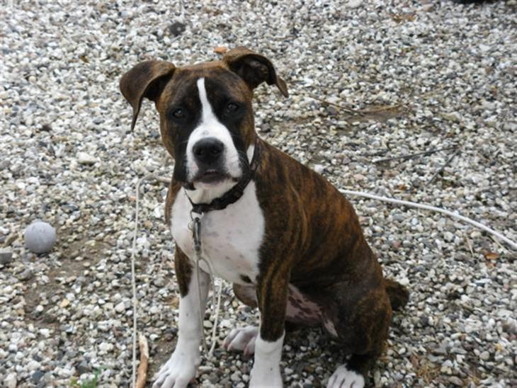 {{currentPhoto.altText}} billede {{currentPhoto.number}}