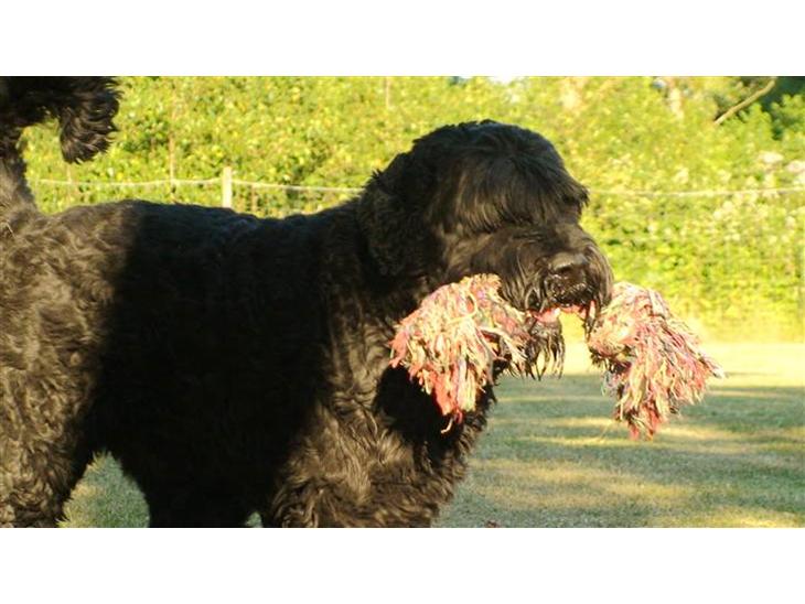 Sort russisk terrier Romanov - Død - Min bedste ven. <3 billede 1