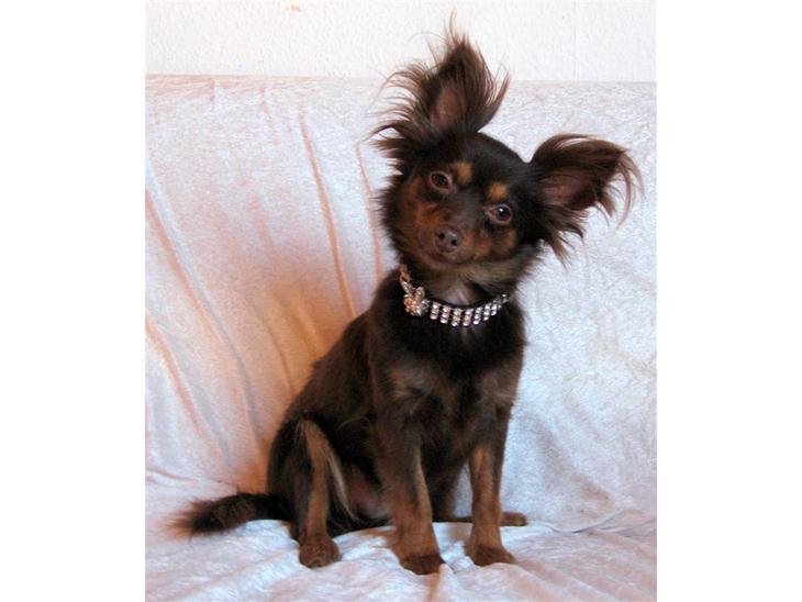 {{currentPhoto.altText}} billede {{currentPhoto.number}}